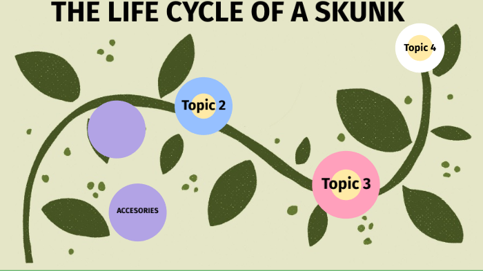 The Life Cycle Of A Skunk by Mariah Kenfield on Prezi