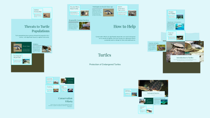 Turtles by jana gazdek on Prezi