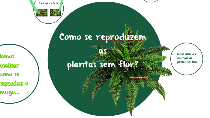 Como se reproduzem as plantas sem flor? by Inês Pacheco on Prezi Next