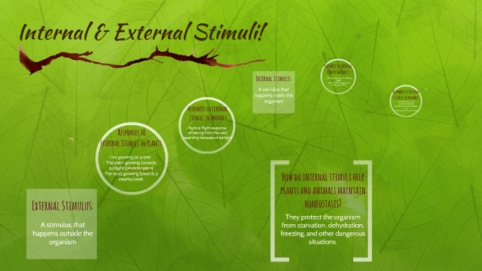 Internal & External Stimuli! by Alissa Rojas on Prezi