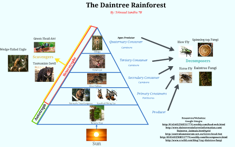 Daintree Rainforest Food Web Poster Teacher Made Twin - vrogue.co