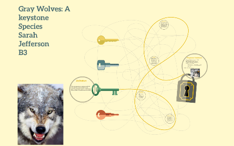 Gray wolves: A Keystone Species by Sarah Jefferson on Prezi