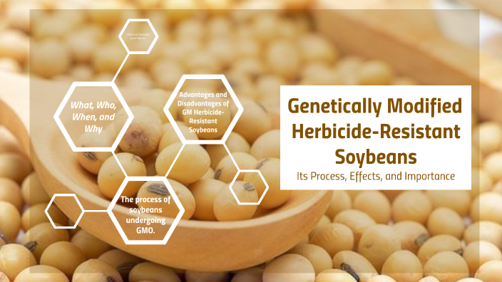 Gm Herbicide Resistant Soybeans By Honey Jade On Prezi