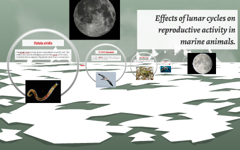 effects of lunar cycles on reproductive activity in marine a by Donovan  Trujillo
