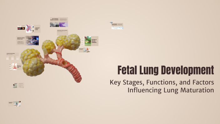 Fetal Lung Development by YOUSEF HARTHI on Prezi