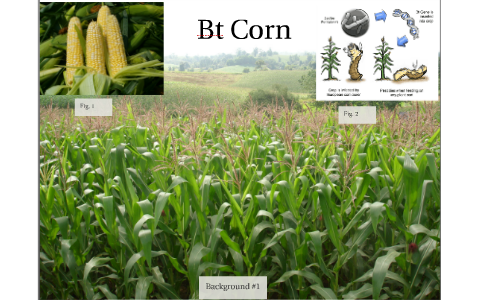 Bt Corn By Ali A