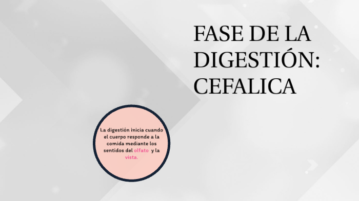 FASES DE LA DIGESTIÓN CEFALICA by Fernanda Cerón