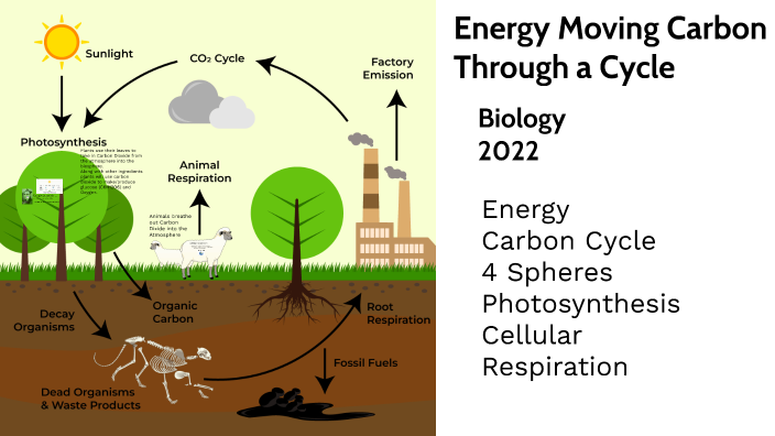 Biology- Energy/ Carbon Cycle by Joselyn Yanez Romero on Prezi
