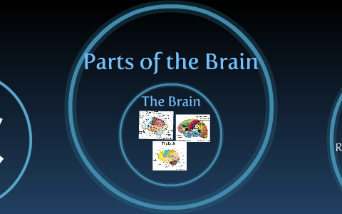 Parts of the Brain by Sinead Ramnarine on Prezi