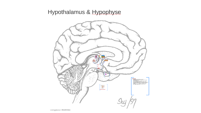 Hypothalamus Hypophyse By Katherine Waigle