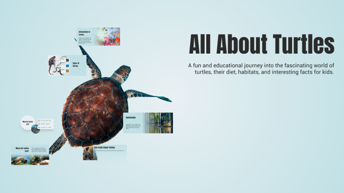 All About Turtles by Honor on Prezi