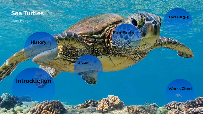 sea turtles by Mary Hoeger on Prezi