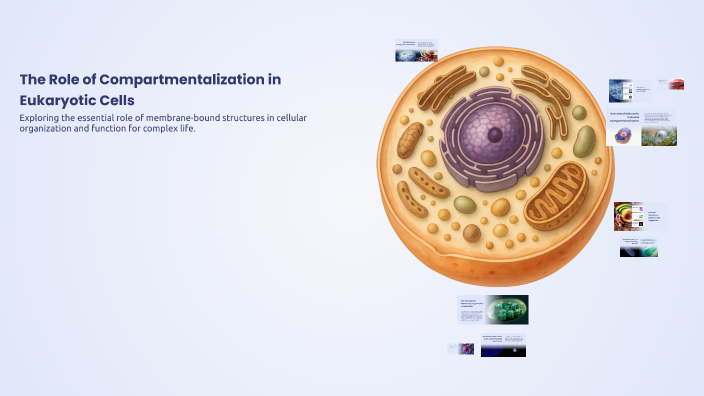 Compartmentalition The Role of Compartmentalization in Eukaryotic Cells by Domonique ...