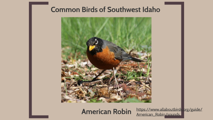 common birds of idaho by Steve DeMers on Prezi