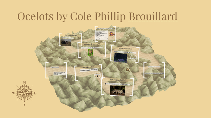 where does an ocelot live by Cole Brouillard on Prezi