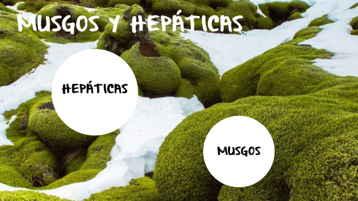 hepáticas y musgos