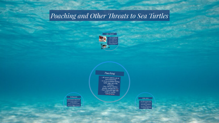 Poaching and Other Threats to Sea Turtles by Emily M on Prezi