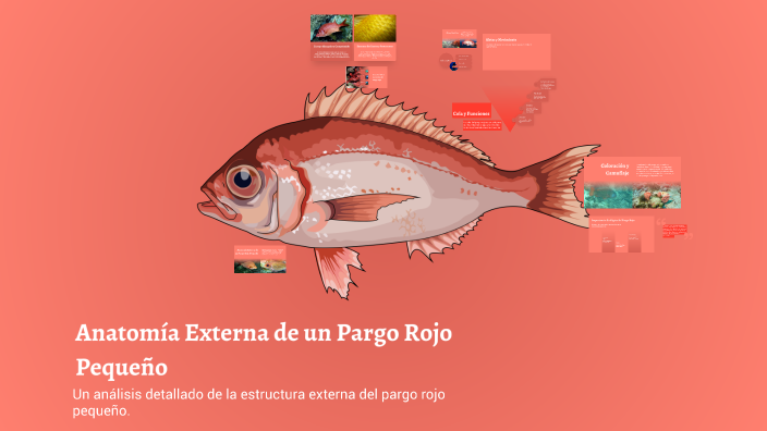 Anatomía Externa de un Pargo Rojo Pequeño by Fátima Cerna B on Prezi