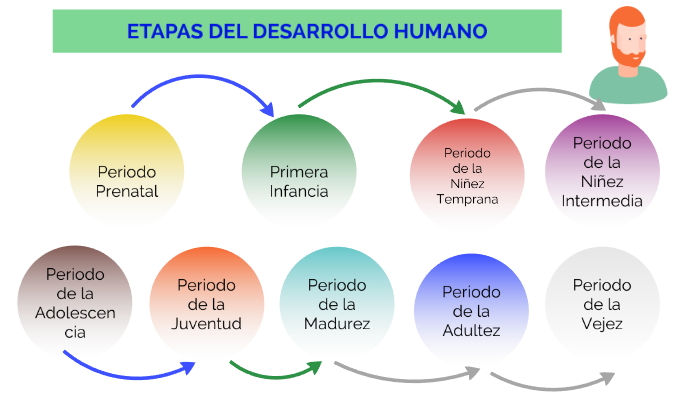 ETAPAS DEL DESARROLLO HUMANO by Armando Perez Hoyos