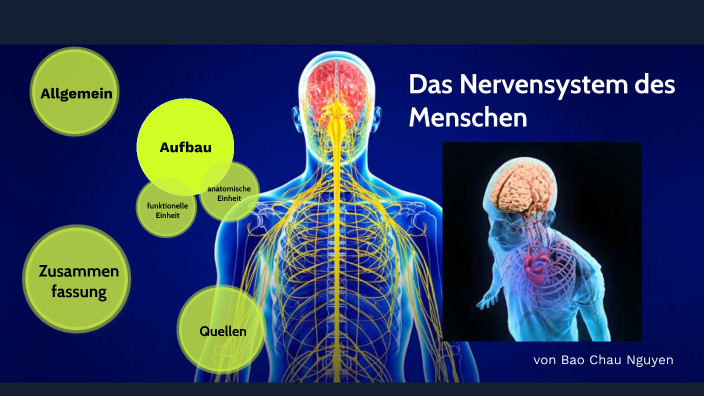 Wie Funktioniert Das Nervensystem Des Menschen Nervensystem des Menschen by Nguyen Bao chau on Prezi