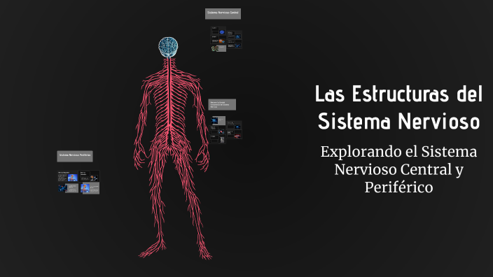 Las Estructuras del Sistema Nervioso by Grex on Prezi
