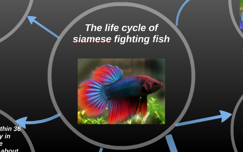 life cycle of a betta fish