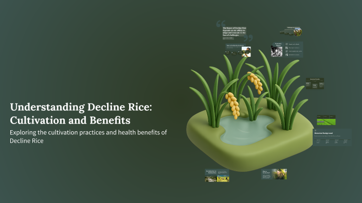 Decline Rice Understanding Decline Rice: Cultivation and Benefits by Abdikadir Ahmed ...