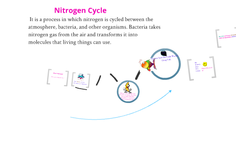Nitrogen cycle by erin shaffmaster on Prezi