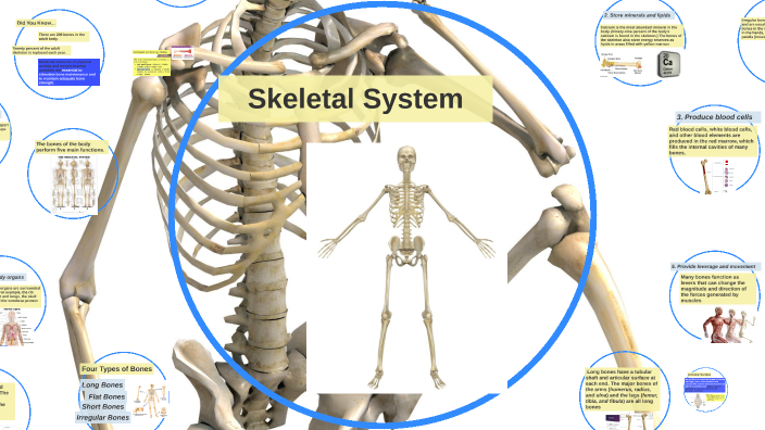 Skeletal System 2021 22 By Bryan Geurts   Q2xttkevbyfc5dfksdmfs2fyzp6jc3sachvcdoaizecfr3dnitcq 3 0 