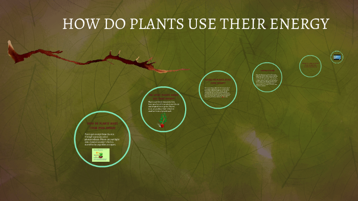 how-do-plants-use-their-energy-by