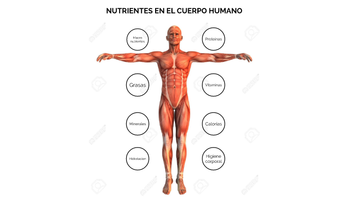 Nutrientes En El Cuerpo Humano By Andres Suarez On Prezi nutrientes-en-el-cuerpo-humano-by-andres-suarez-on-prezi