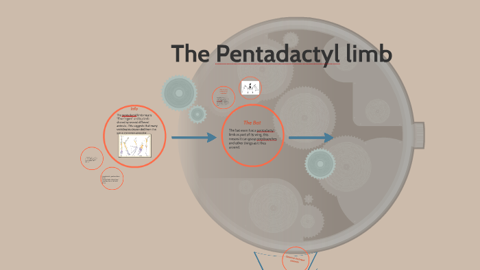 The Pentadactyl limb by Julian Moore on Prezi