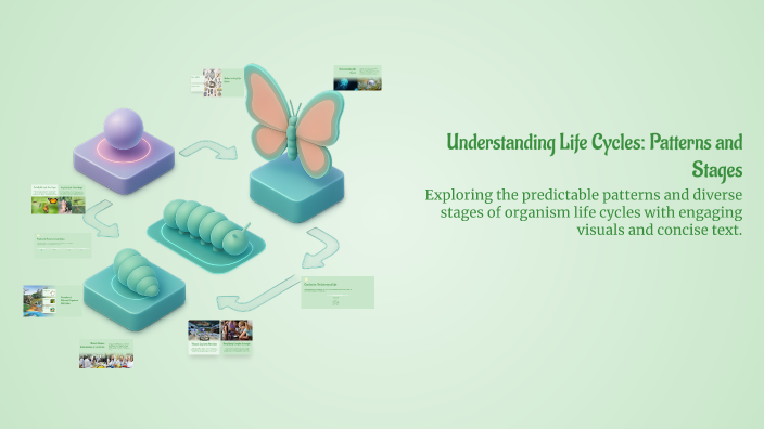 Life Cycle by Sydney Huss on Prezi