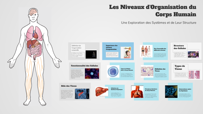 les niveaux d'organisation du corps humain by Cheikhou Oumar Camara on