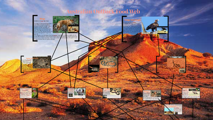 austrailian food chain with koala