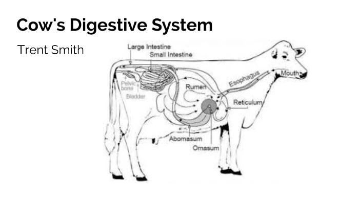 Cow Digestive System by Trent Smith on Prezi