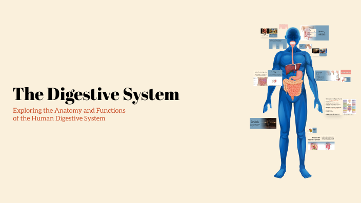 Understanding the Digestive System by Lesly Baeza on Prezi