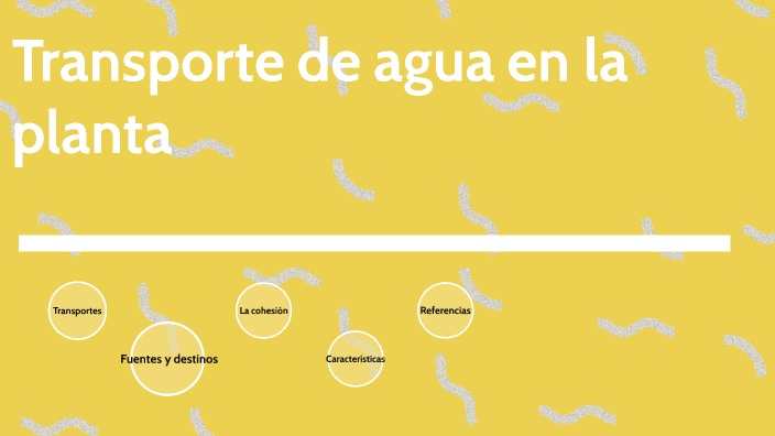 Transporte De Agua En La Planta By Carmen Ramírez On Prezi