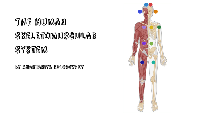 Musculoskeletal System By Anastasiya Kolosovsky On Prezi