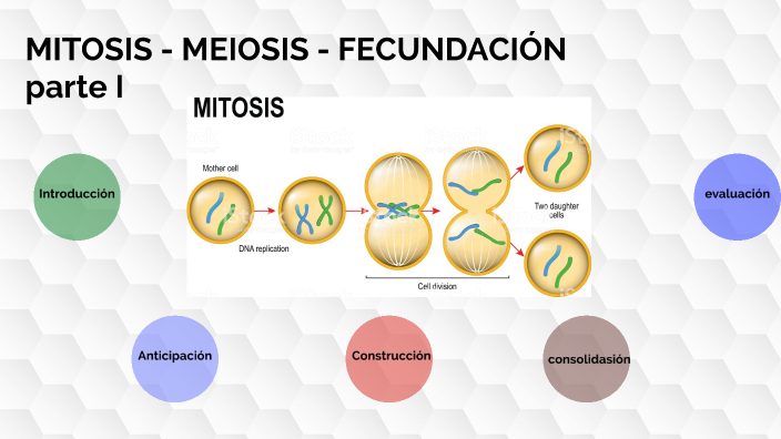 C3 MITOSIS - MEIOSIS - FECUNDACIÓN PARTE I by Jazmil Annabel Guacho ...