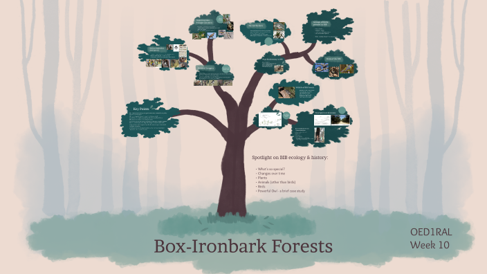 RAL Ecology of the Box-Ironbark by Hannah Stewart on Prezi