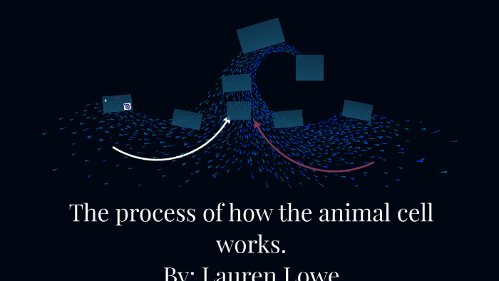 The process of how the animal cell works by Lauren Lowe on Prezi