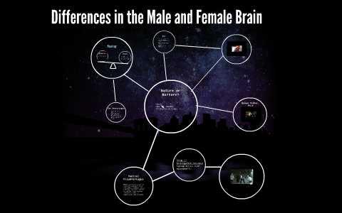 Differences in the Male and Female Brain by Miranda Ritter on Prezi