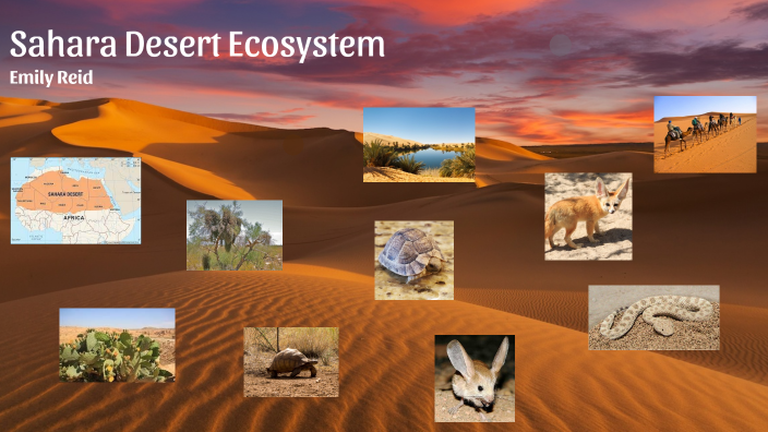 Tropical Desert Biome by Emily Reid on Prezi