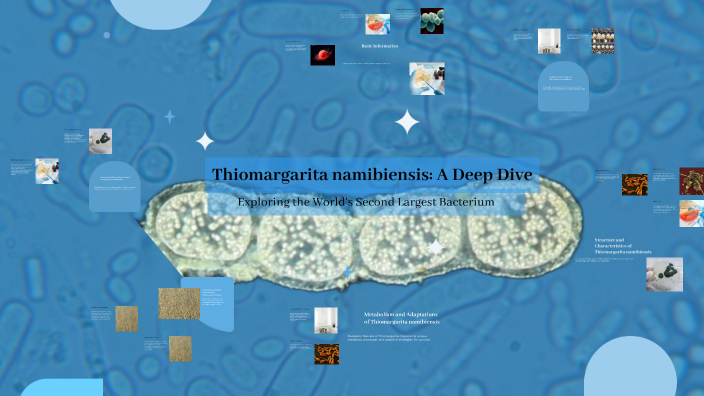 Thiomargarita namibiensis: A Deep Dive by Claire Love on Prezi