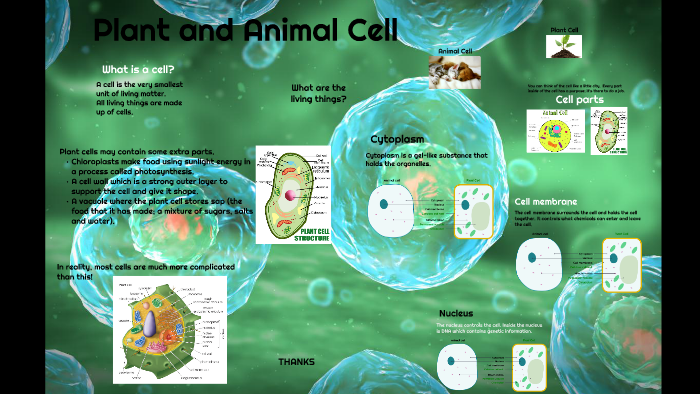 Plant and Animal Cell by Mohab Saad on Prezi