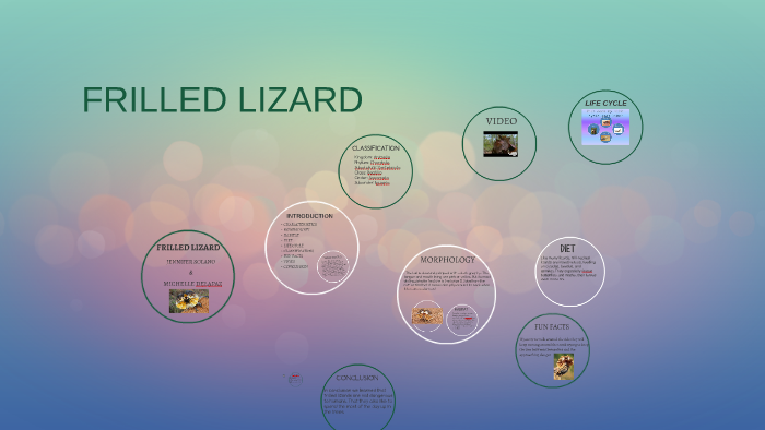 life cycle of a frilled lizard