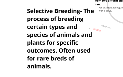 Selective Breeding, inbreeding, and hybridization. by Tyler Hotel