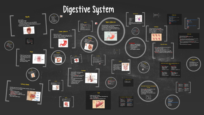 Digestive System by Tina Lee on Prezi