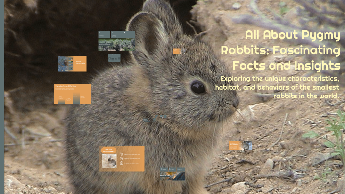 Pygmy Rabbit Project All About Pygmy Rabbits: Fascinating Facts and Insights by Hanna-Rose ...
